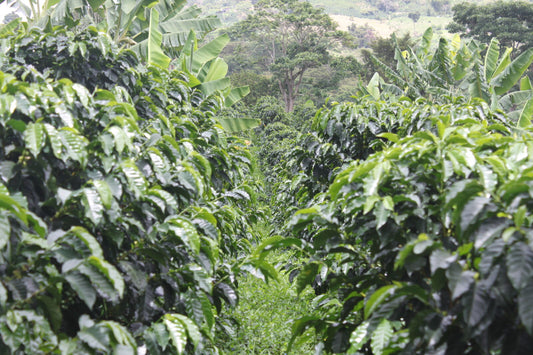 Colombia Hacienda La Palmera Bourbon Natural (Espresso Roast)